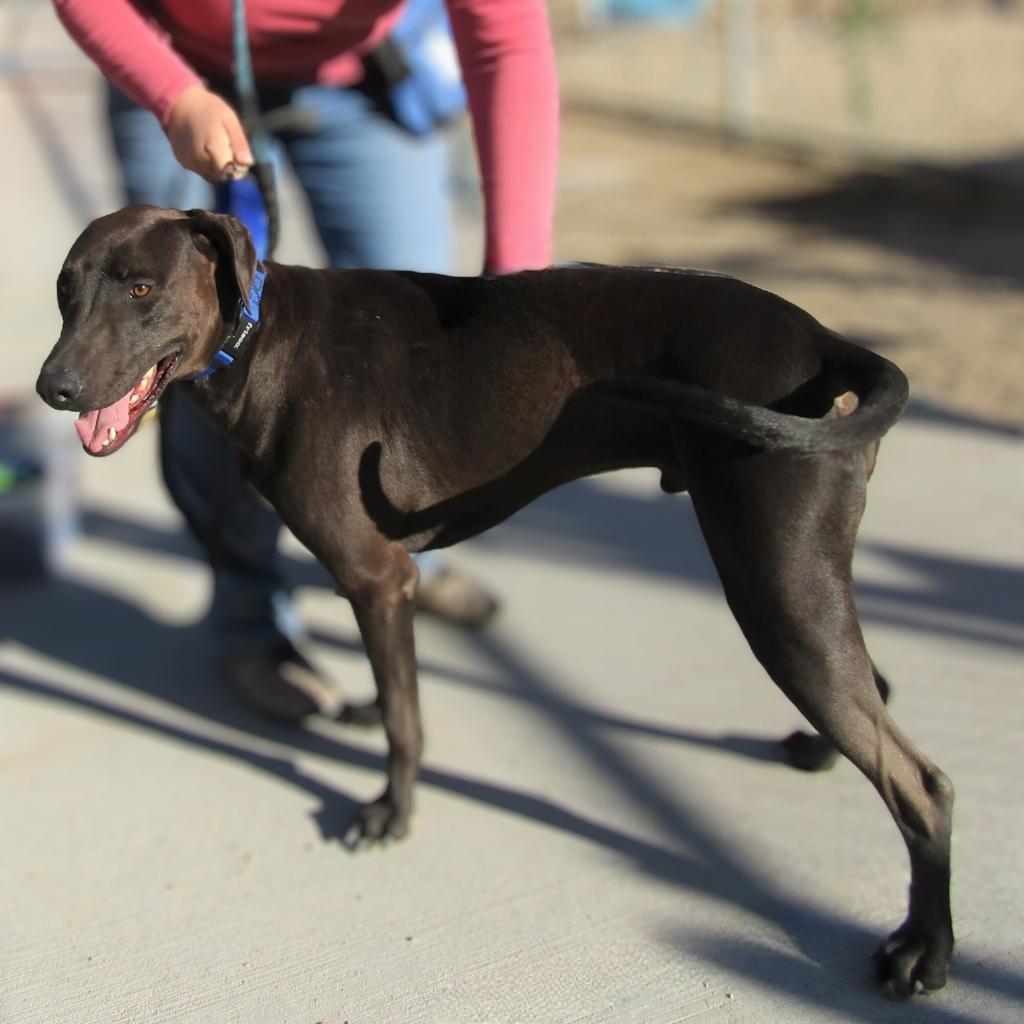 Lucky, an adoptable Mixed Breed in Las Cruces, NM, 88012 | Photo Image 1