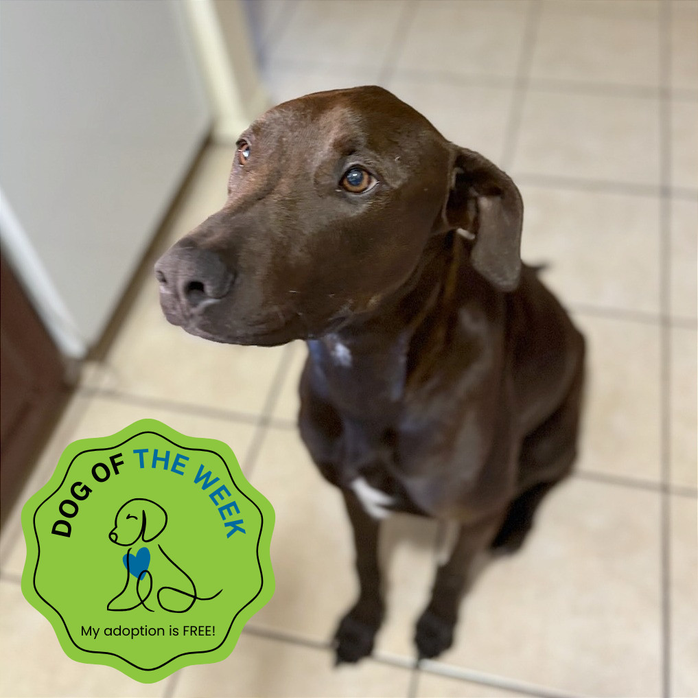 Lucky, an adoptable Mixed Breed in Las Cruces, NM, 88012 | Photo Image 1