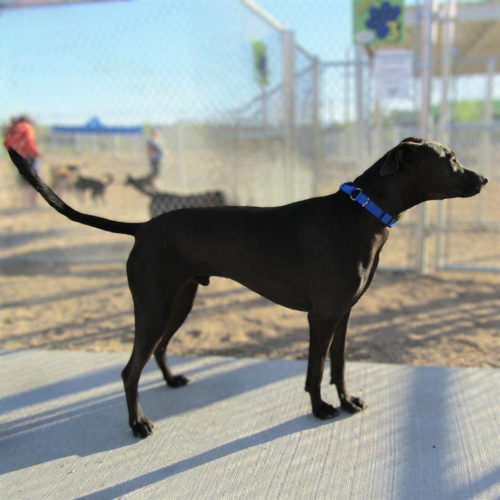 Lucky, an adoptable Mixed Breed in Las Cruces, NM, 88012 | Photo Image 2