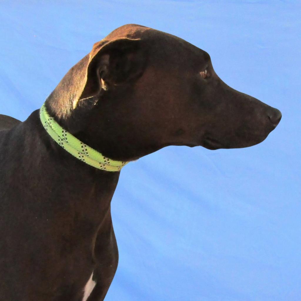 Lucky, an adoptable Mixed Breed in Las Cruces, NM, 88012 | Photo Image 3