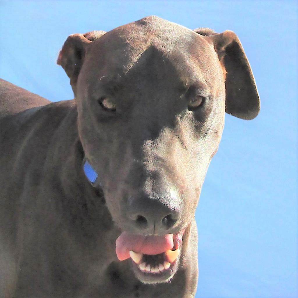Lucky, an adoptable Mixed Breed in Las Cruces, NM, 88012 | Photo Image 4