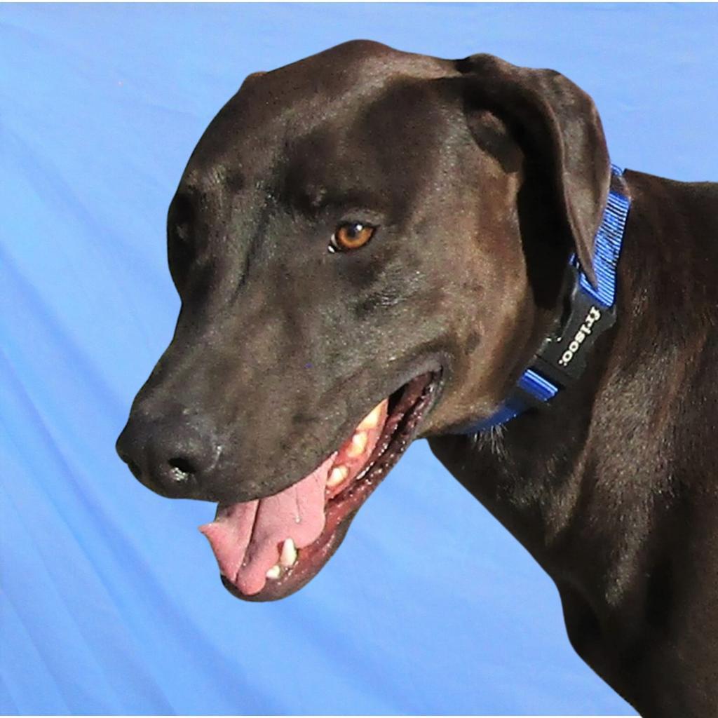 Lucky, an adoptable Mixed Breed in Las Cruces, NM, 88012 | Photo Image 5
