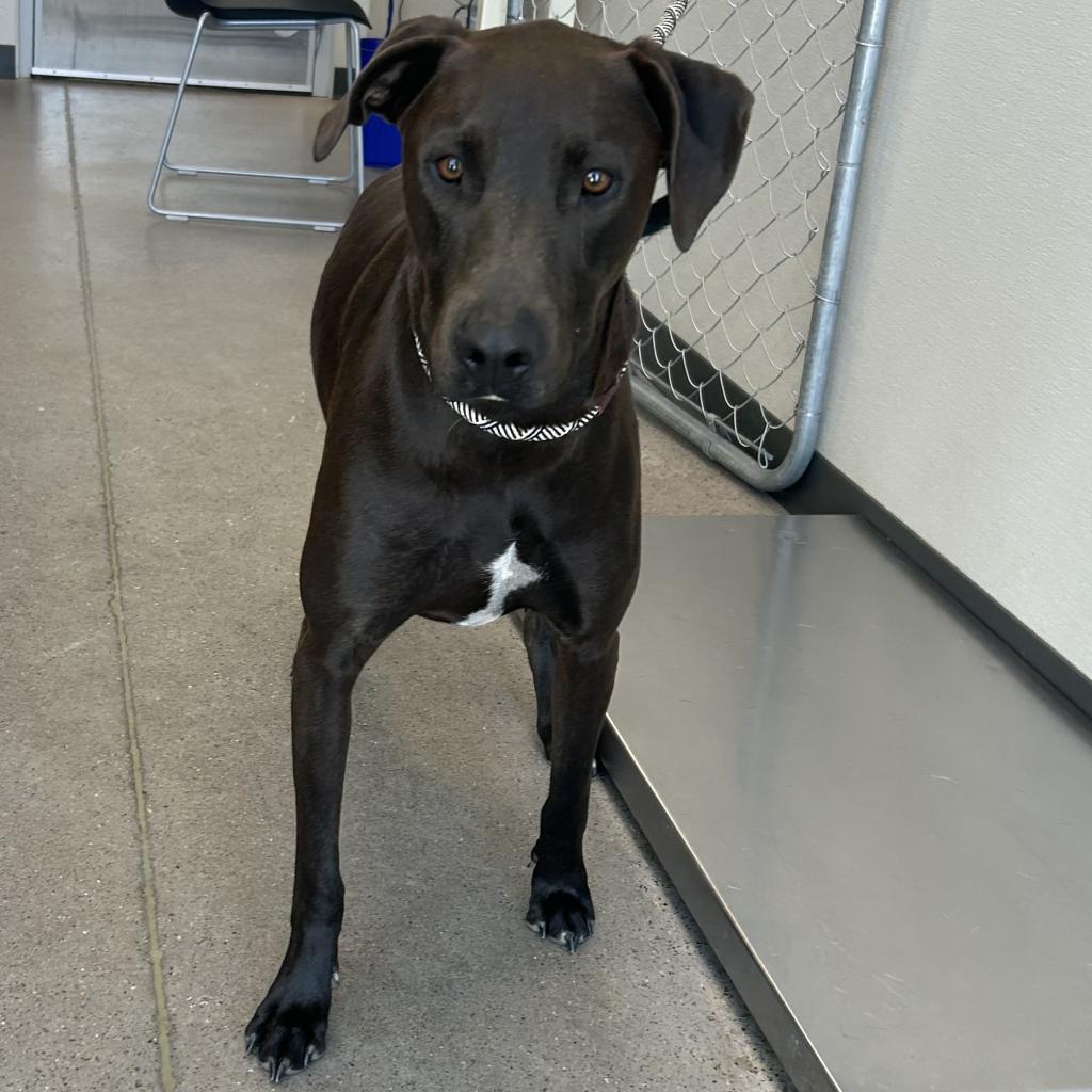 Lucky, an adoptable Mixed Breed in Las Cruces, NM, 88012 | Photo Image 6
