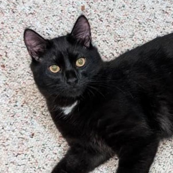 Jacob Black C17311, an adoptable Domestic Medium Hair in Minnetonka, MN, 55345 | Photo Image 1