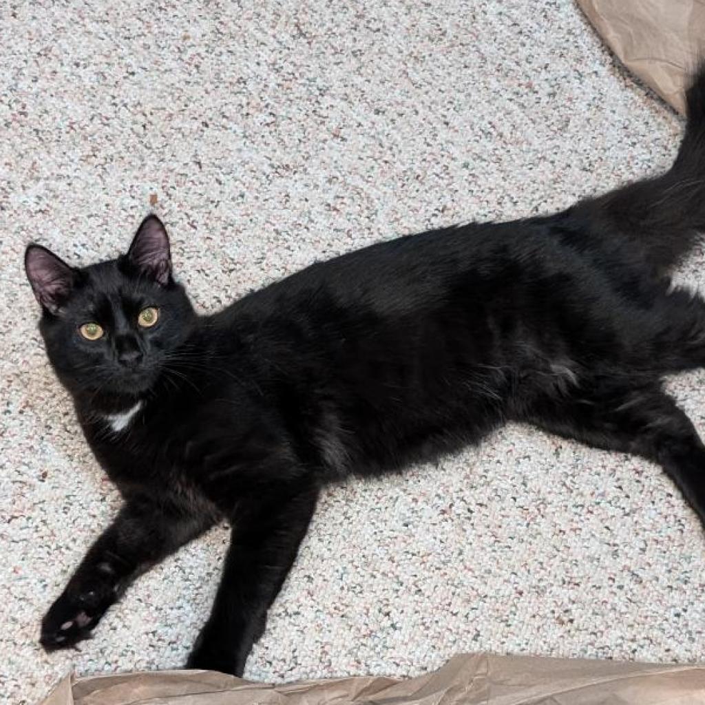 Jacob Black C17311, an adoptable Domestic Medium Hair in Minnetonka, MN, 55345 | Photo Image 2