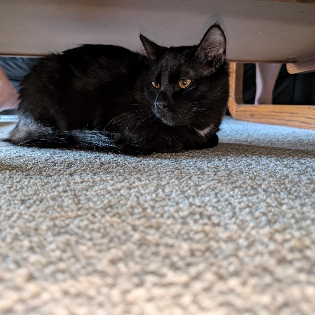 Jacob Black C17311, an adoptable Domestic Medium Hair in Minnetonka, MN, 55345 | Photo Image 3