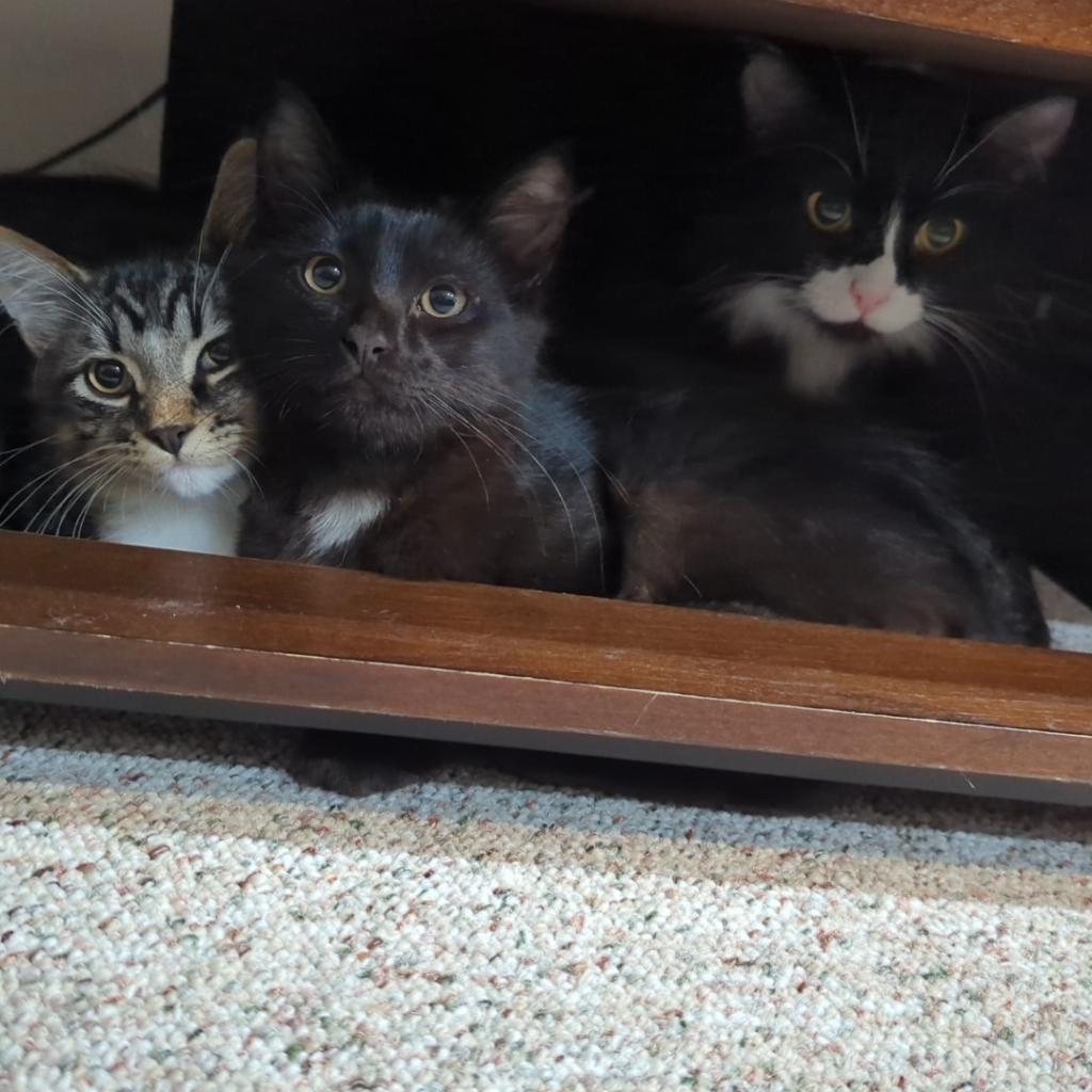 Jacob Black C17311, an adoptable Domestic Medium Hair in Minnetonka, MN, 55345 | Photo Image 4