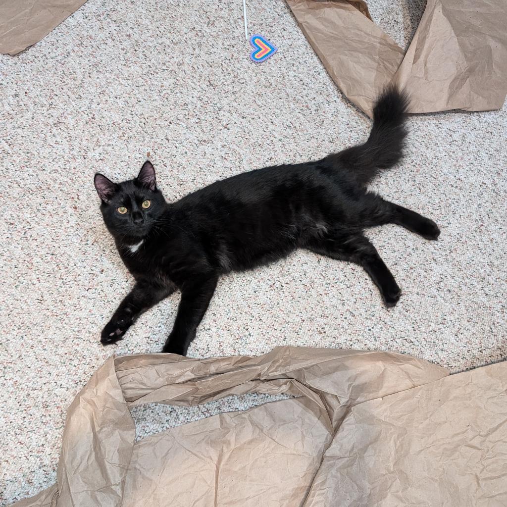 Jacob Black C17311, an adoptable Domestic Medium Hair in Minnetonka, MN, 55345 | Photo Image 5