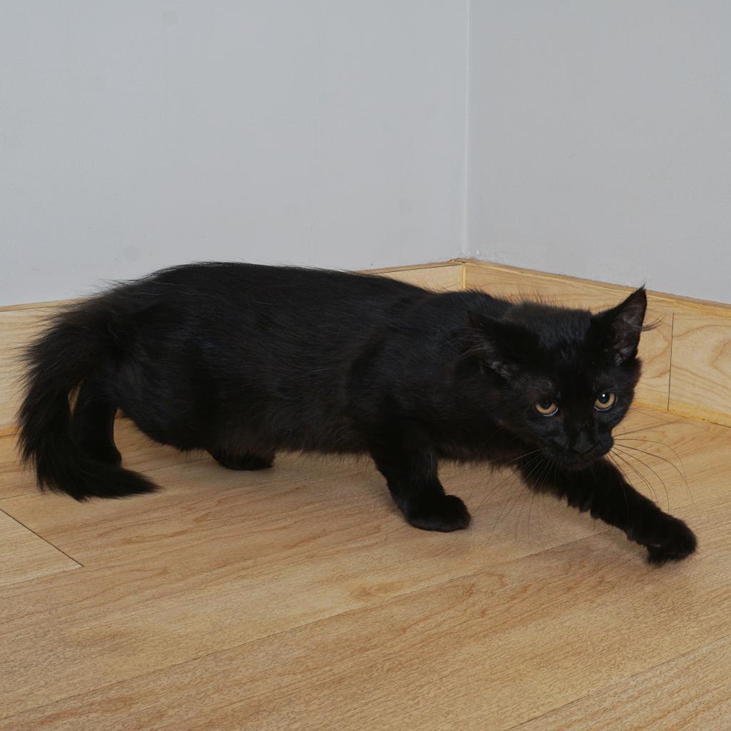 Jacob Black C17311, an adoptable Domestic Medium Hair in Minnetonka, MN, 55345 | Photo Image 6