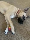 Sunchip photo 6