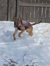 Bugle photo 6