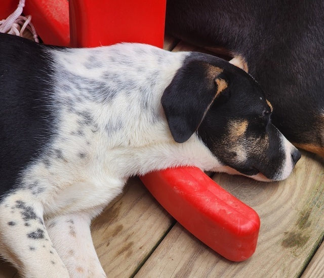 Ash (Fall Leaf Pups)