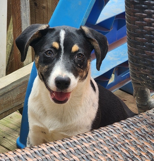 Ash (Fall Leaf Pups)