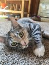 Cindy (BONDED WITH BOBBY) photo 1
