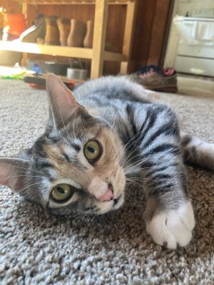 Cindy (BONDED WITH BOBBY), Young Female Domestic Short Hair
