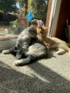 Cindy (BONDED WITH BOBBY) photo 3
