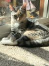Cindy (BONDED WITH BOBBY) photo 4
