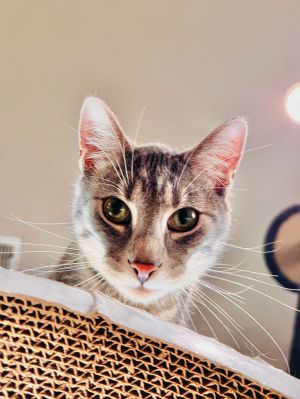 Siren, Young Male Domestic Short Hair