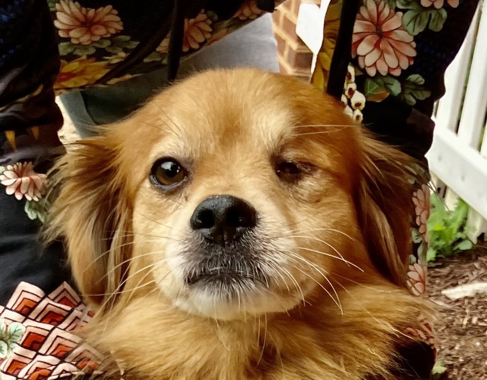 Banjo (& Ringo) each only 16 lbs at intake!, an adoptable Pekingese, Beagle in Franklin, WV, 26807 | Photo Image 1