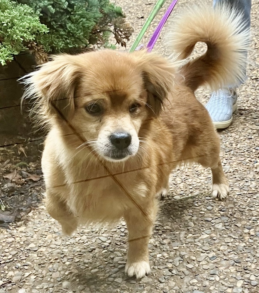 Banjo (& Ringo) each only 16 lbs at intake!, an adoptable Pekingese, Beagle in Franklin, WV, 26807 | Photo Image 2