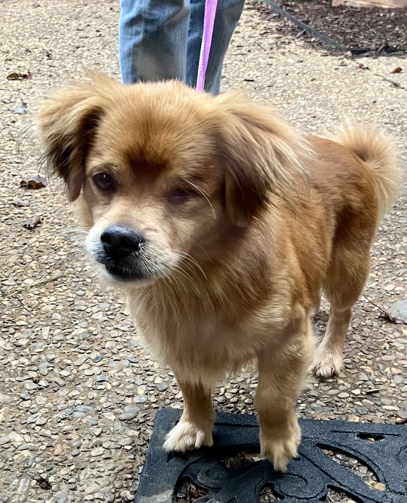 Banjo (& Ringo) each only 16 lbs at intake!, an adoptable Pekingese, Beagle in Franklin, WV, 26807 | Photo Image 3