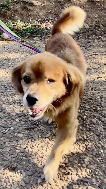 Banjo (& Ringo) each only 16 lbs at intake!, an adoptable Pekingese, Beagle in Franklin, WV, 26807 | Photo Image 4