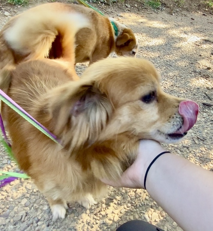 Banjo (& Ringo) each only 16 lbs at intake!, an adoptable Pekingese, Beagle in Franklin, WV, 26807 | Photo Image 5