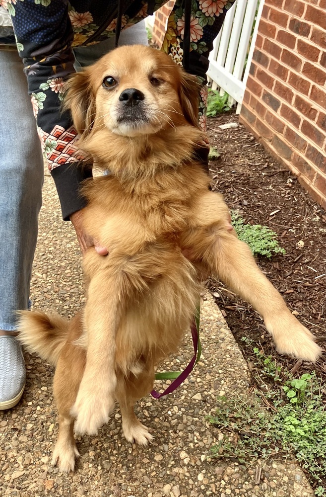 Banjo (& Ringo) each only 16 lbs at intake!, an adoptable Pekingese, Beagle in Franklin, WV, 26807 | Photo Image 6