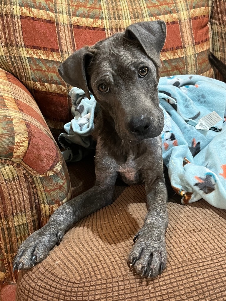 Buddy