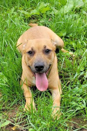 OLLIE, Young Male Boxer