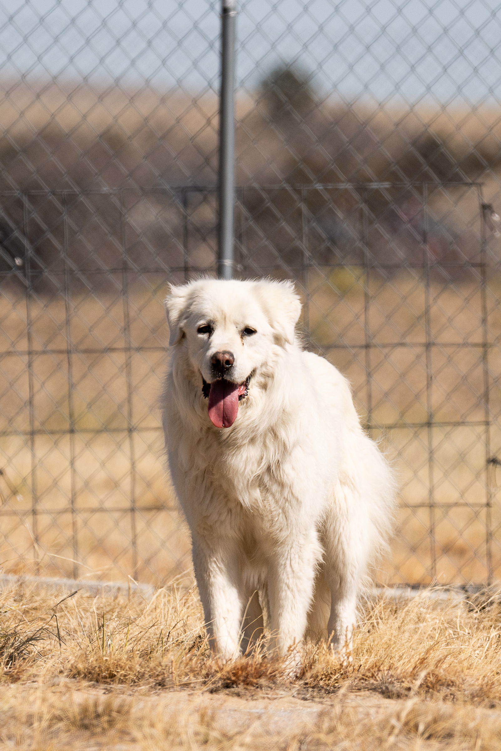 RUBY, an adoptable Great Pyrenees in Peyton, CO, 80831 | Photo Image 1