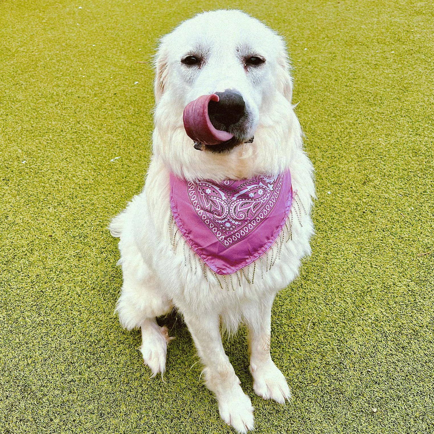 RUBY, an adoptable Great Pyrenees in Peyton, CO, 80831 | Photo Image 2