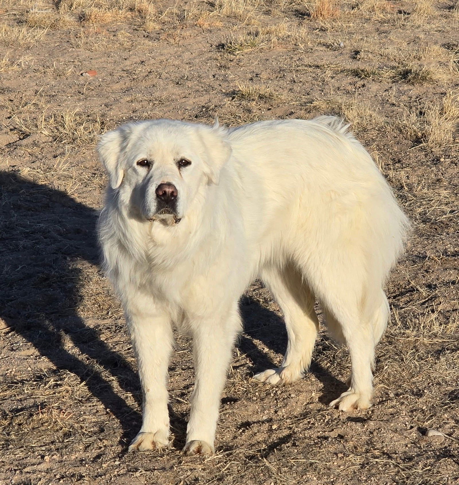 RUBY, an adoptable Great Pyrenees in Peyton, CO, 80831 | Photo Image 3