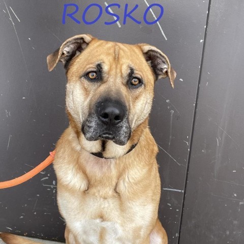 Rosko 240099, an adoptable Mixed Breed in Escanaba, MI, 49829 | Photo Image 1