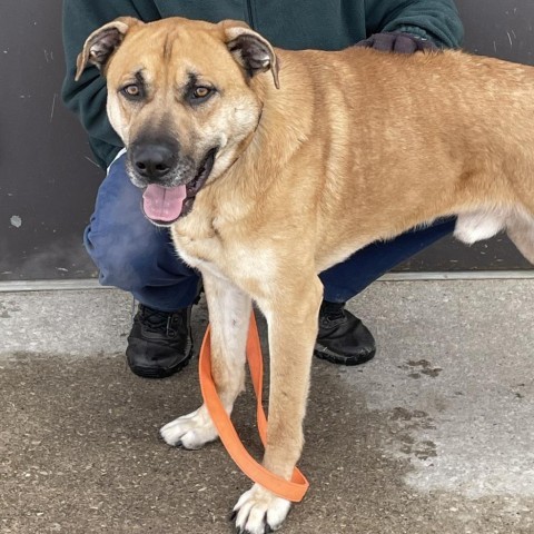 Rosko 240099, an adoptable Mixed Breed in Escanaba, MI, 49829 | Photo Image 2