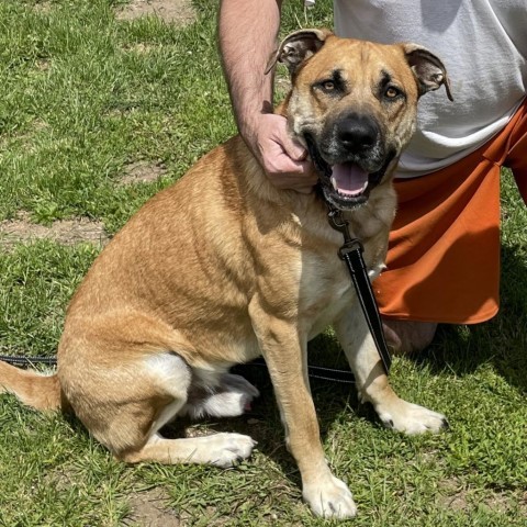 Rosko 240099, an adoptable Mixed Breed in Escanaba, MI, 49829 | Photo Image 3