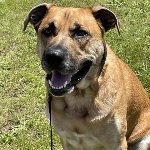 Rosko 240099, an adoptable Mixed Breed in Escanaba, MI, 49829 | Photo Image 4