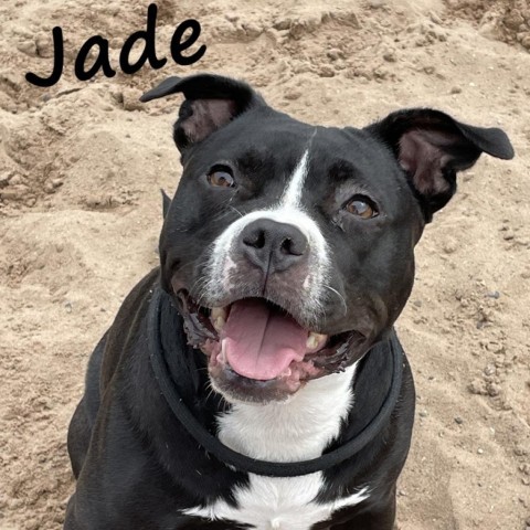 Jade 240234, an adoptable Mixed Breed in Escanaba, MI, 49829 | Photo Image 1