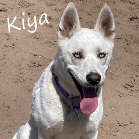 Kiya 240296, an adoptable Husky, German Shepherd Dog in Escanaba, MI, 49829 | Photo Image 1