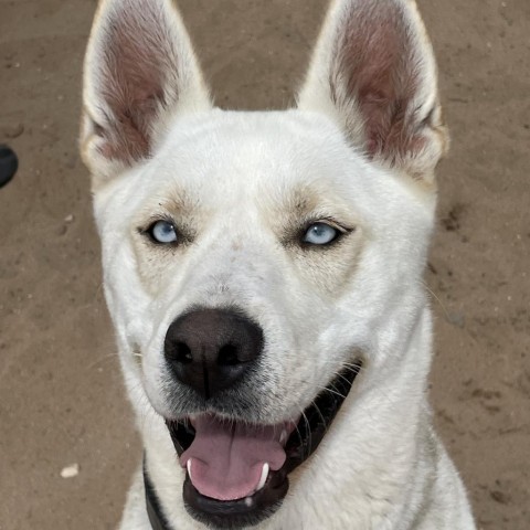 Kiya 240296, an adoptable Husky, German Shepherd Dog in Escanaba, MI, 49829 | Photo Image 2