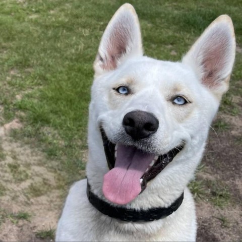 Kiya 240296, an adoptable Husky, German Shepherd Dog in Escanaba, MI, 49829 | Photo Image 3