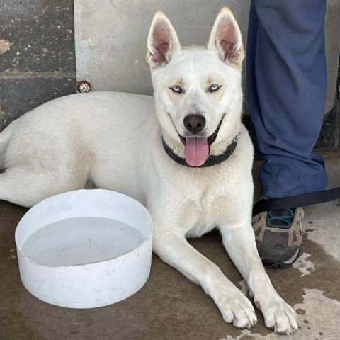 Kiya 240296, an adoptable Husky, German Shepherd Dog in Escanaba, MI, 49829 | Photo Image 4