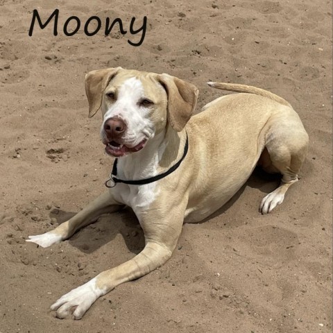 Moony 240330, an adoptable Mixed Breed in Escanaba, MI, 49829 | Photo Image 1