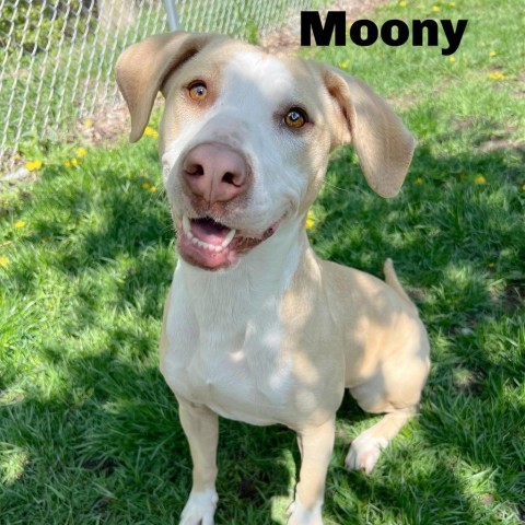 Moony 240330, an adoptable Mixed Breed in Escanaba, MI, 49829 | Photo Image 2