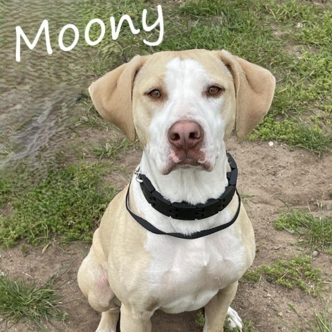 Moony 240330, an adoptable Mixed Breed in Escanaba, MI, 49829 | Photo Image 3