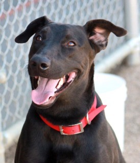 Rome, an adoptable Labrador Retriever in Kingman, AZ, 86401 | Photo Image 1