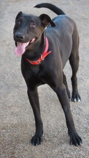 Rome, an adoptable Labrador Retriever in Kingman, AZ, 86401 | Photo Image 2