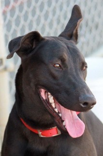 Rome, an adoptable Labrador Retriever in Kingman, AZ, 86401 | Photo Image 3