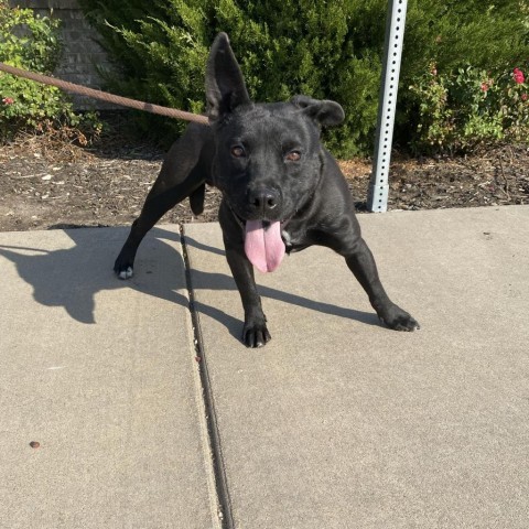 Shorty, an adoptable Pit Bull Terrier in Garden City, KS, 67846 | Photo Image 1