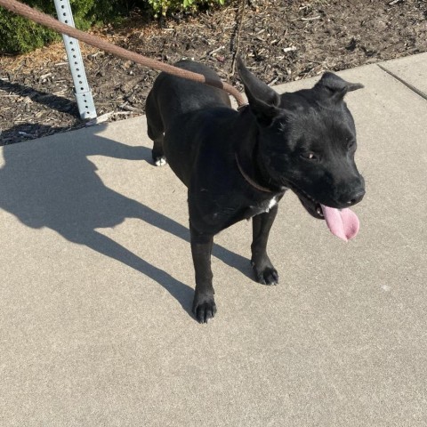 Shorty, an adoptable Pit Bull Terrier in Garden City, KS, 67846 | Photo Image 4